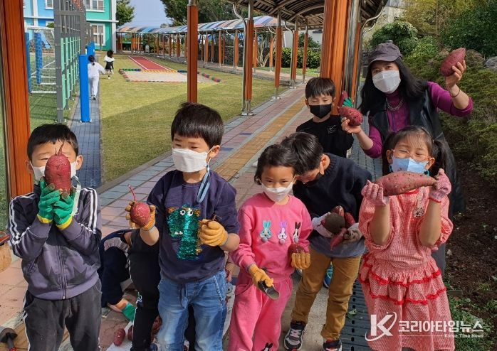 물메초병설유치원, 유치원 텃밭에서 기른 고구마 수확