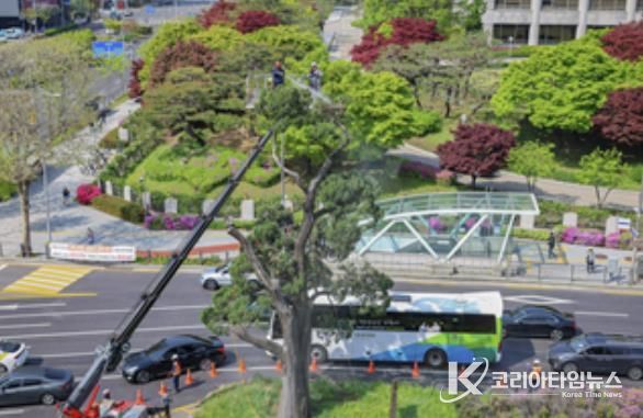 향나무 ‘천년향’ 세척 모습