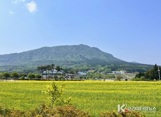장흥군, 안양 기산 경관단지 황금 물결 유채꽃 장관