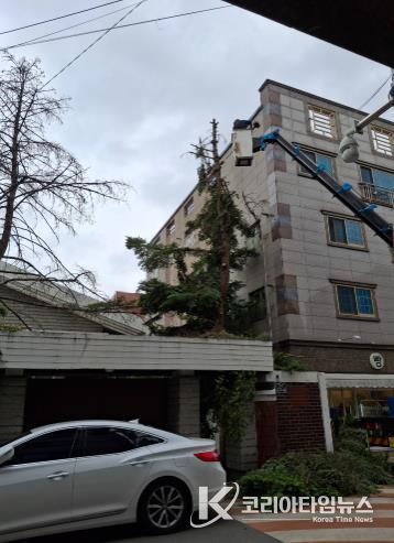 상반기 위험수목 처리 지원사업 현장 사진.