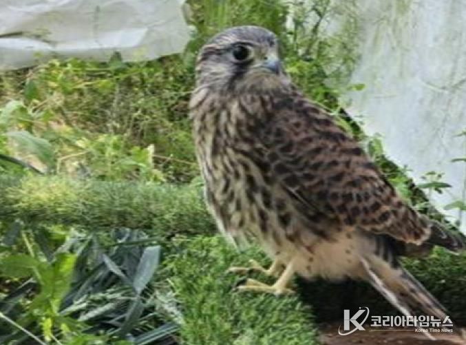세종시, 구조치료 완료한 천연기념물 황조롱이 자연 방생