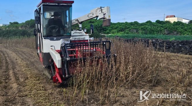 참깨 '하니올' 기계 수확