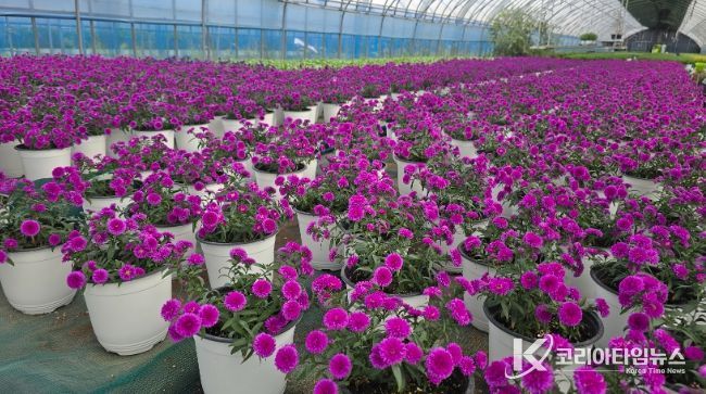 순천시, 가을 경관화훼 분양…국화·아스타 배치