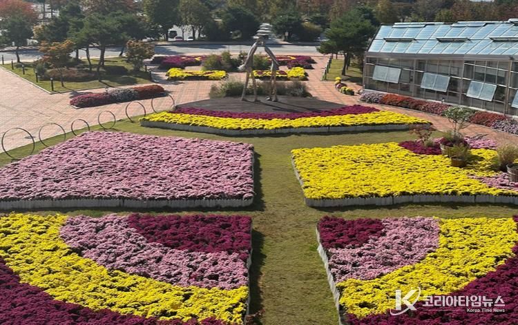 지리산 허브밸리, 가을 햇살에 반짝이는 국화와 코스모스로 물들다!