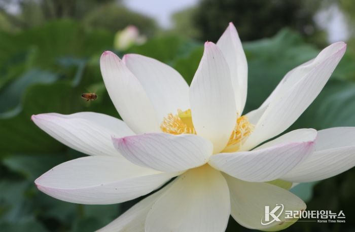 부여 궁남지 연꽃