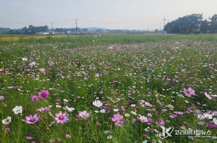‘봉선 홍경사지’에 조성된 코스모스 꽃밭.