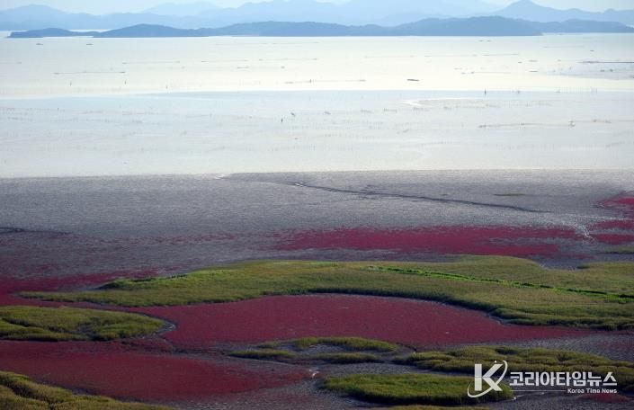 순천만습지의 칠면초 풍경