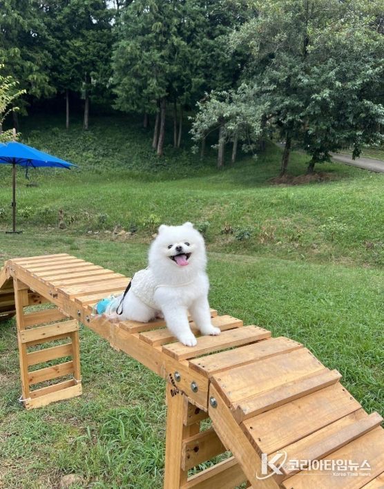 반려견과 함께 즐기는 드라마 속 한가위 인기