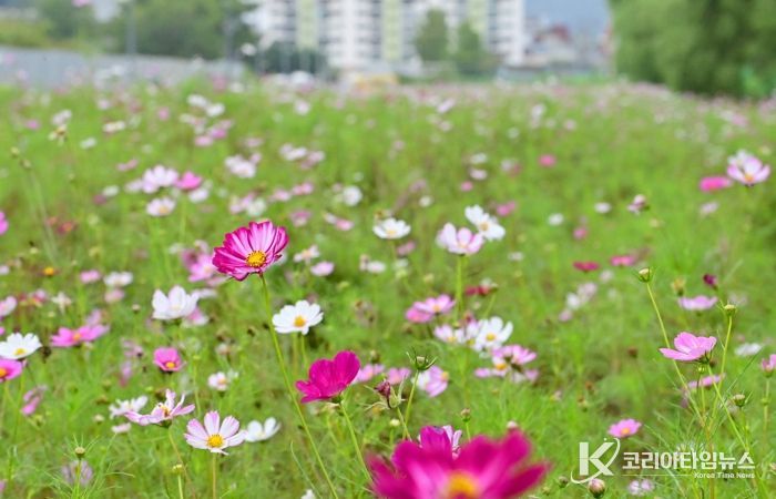 옛 진주역 철길 보행로에 ‘코스모스’ 활짝