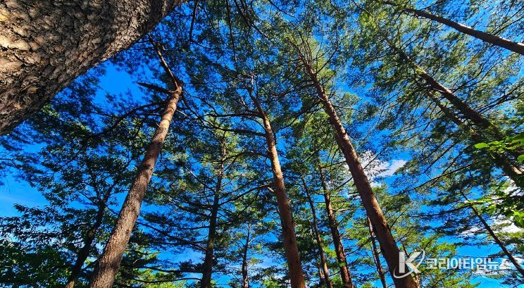 금강소나무 숲길