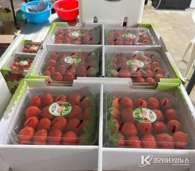 청주시, ‘시범기술 적용’ 가을 설향 딸기 조기 수확 시작