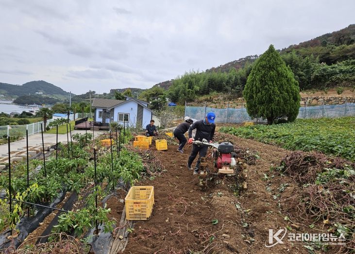 교통과, 욕지도 고구마 농가 일손돕기 봉사
