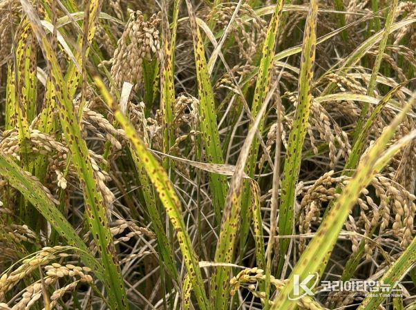 깨씨무늬병 급증... 내년 보급종 부족 대비‘자가채종’당부