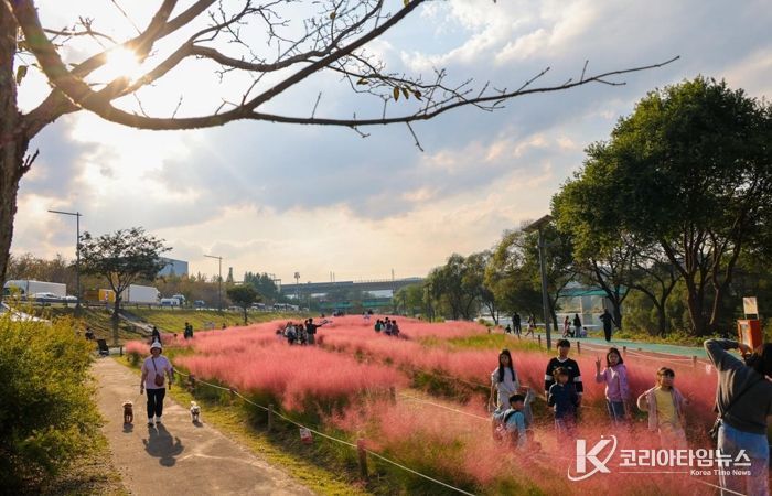 가족, 친구, 연인들이 석봉동 ‘핑크뮬리 행복마을축제’에 참석해 핑크뮬리를 배경으로 사진을 촬영하고 있다.