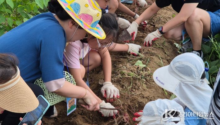 대덕문화관광재단이 운영한 ‘팜스테이’ 프로그램에 참가한 가족들이 소슬촌 농촌체험마을에서 농작물을 직접 수확하며 즐겁게 체험활동을 하고 있다.