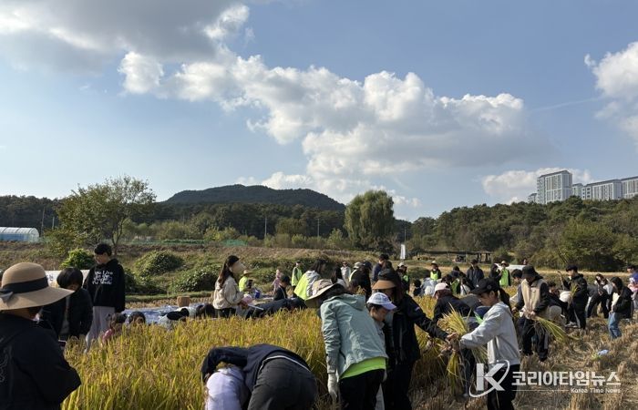 시민과 함께하는 가을걷이 행사에 참여한 시민들이 추수를 하고 있다