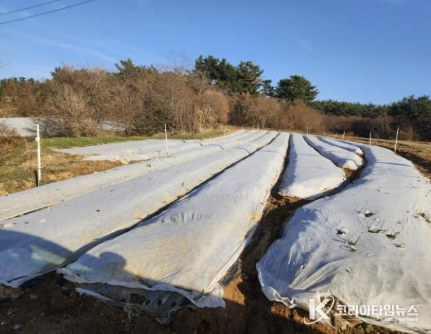 동해 피해 예방을 위해 부직포를 덮은 마늘밭 모습