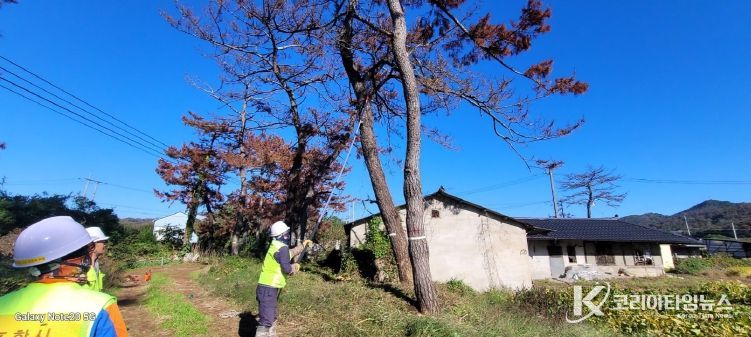 포항시가 2025년 하반기 위험목 제거사업으로 생활권 위험목을 제거하고 있다.