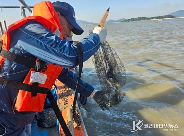 , 칠산해역에 참꼬막 137만 마리 방류