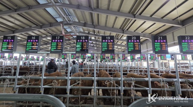 음성축협, 스마트 가축시장 플랫폼 구축 완료