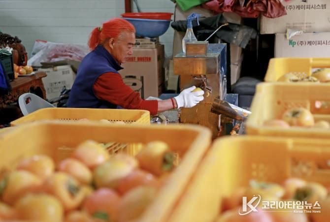 괴산군의 한 농가에서 곶감을 만들기 위해 작업하고 있다