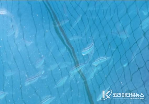 벤자리 시험양식 해상가두리(삼산면 거문도)