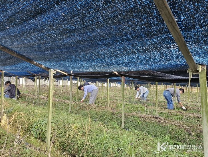 금산군청 맑은물관리과 가을철 농촌일손돕기 모습
