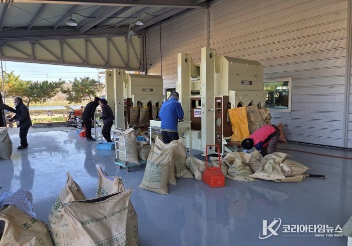 영천시 농기계임대사업소 서부본소에서 콩 정선기를 이용하고 있는 농업인들