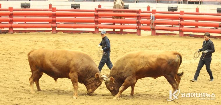 2025년 청도군 전국 민속 소싸움대회 성황리 종료