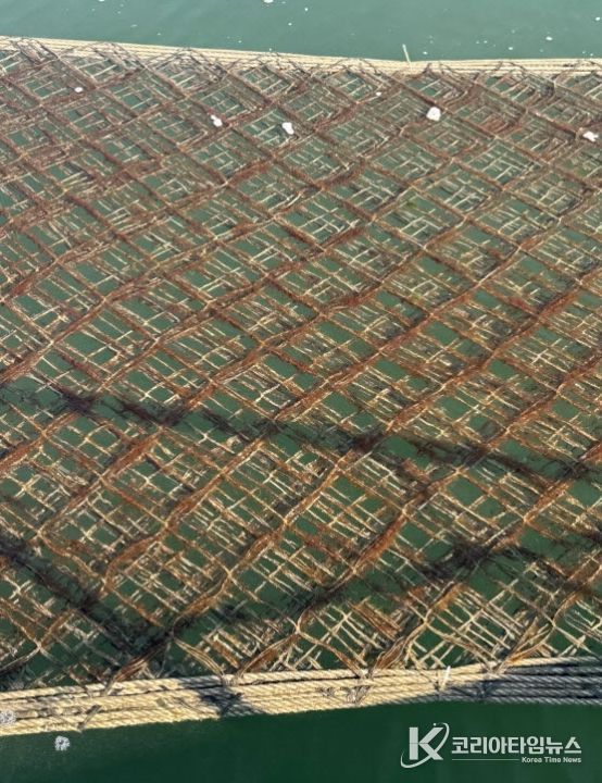 김 황백화 피해 대응 위해 6억원 긴급 투입