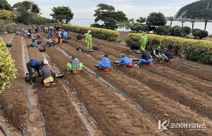 거제시, 수선화 3만구 추가 식재로 공곶이에 자연의 아름다움 더해