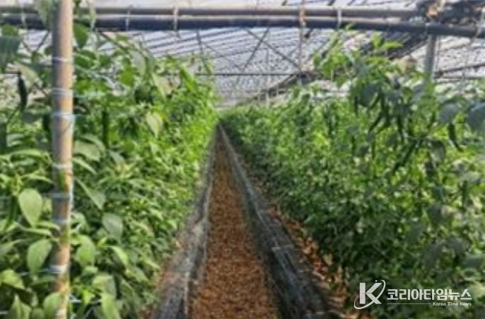 시설고추 재배지