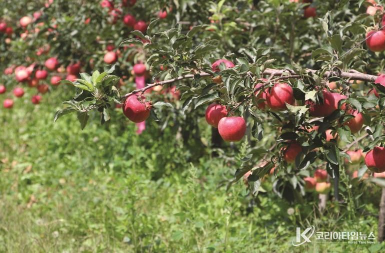 인제산 명품 햇사과, 25일 공영홈쇼핑서 50분간 생방송 판매