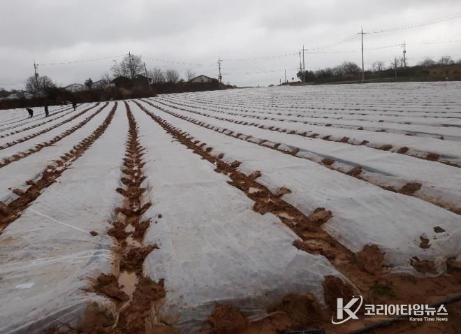 부직포 배부 사진