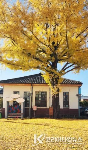 광양시, 황금빛으로 물든 ‘광양역사문화관’ 방문해 보세요 - 관광과(광양역사문화관 황금빛 은행나무)