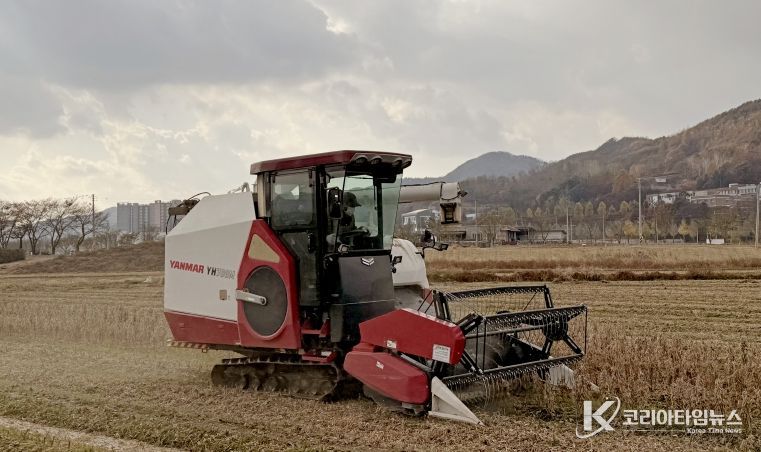 임실군, 논콩 수확 농작업 대행…전량 완료