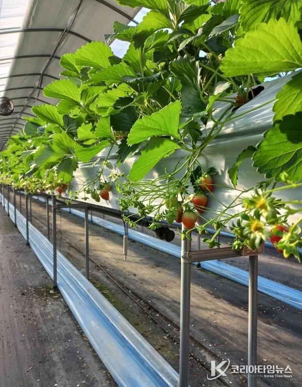 원주 치악산딸기, 달콤한 겨울 출하 시작