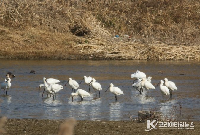 논산 연산천에서 노랑부리저어새 월동중