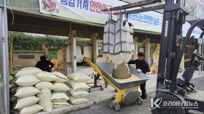 콩 정선 작업 사진