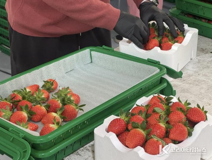 새콤달콤 양구 딸기 본격 출하