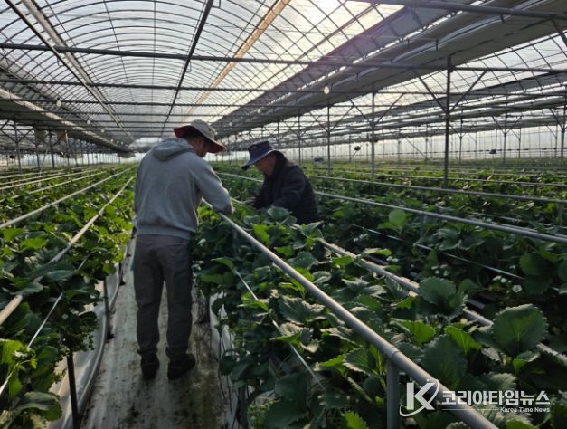 겨울철 대표 작물 딸기 재배·관리를 지도하는 모습