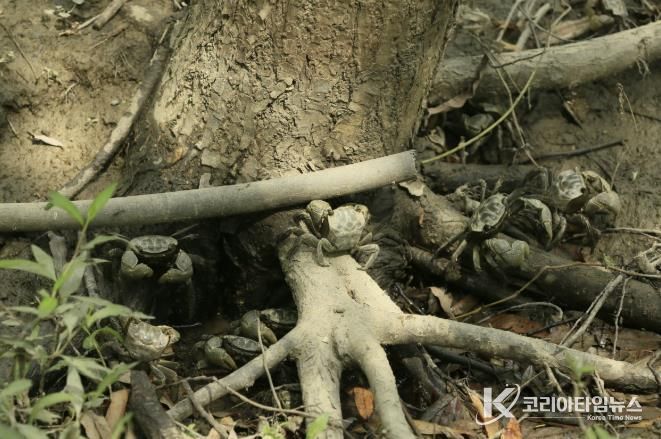 장항습지 말똥게와 버드나무