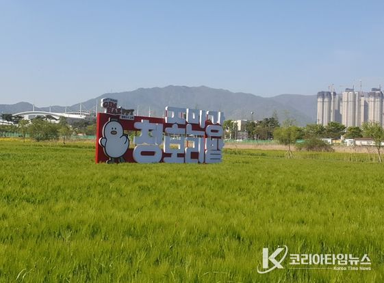 김해시 조만강 허수아비 청보리축제