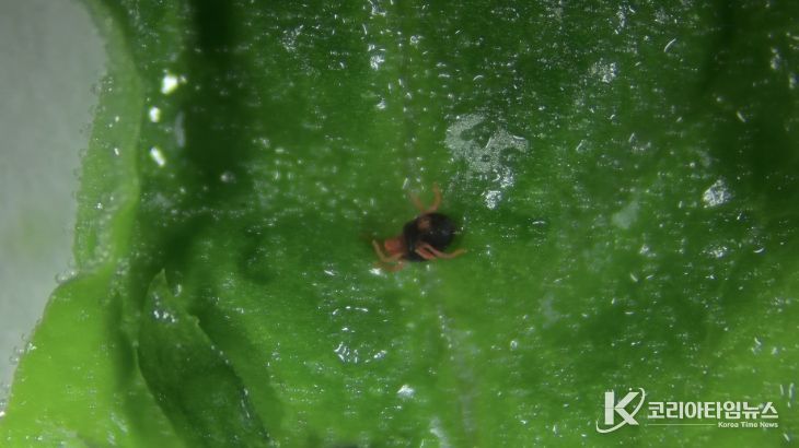 시금치 보리응애 정밀 예찰 및 방제 당부