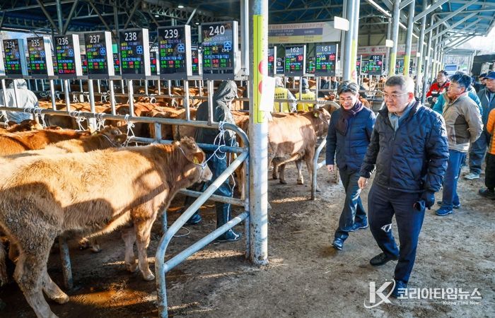 예천군, 예천가축경매시장 경매로 축산 농가 활력에 박차