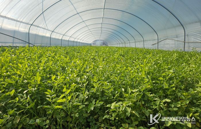 동구 미대동 한 미나리 농가에서 미나리 출하를 앞두고 있다.