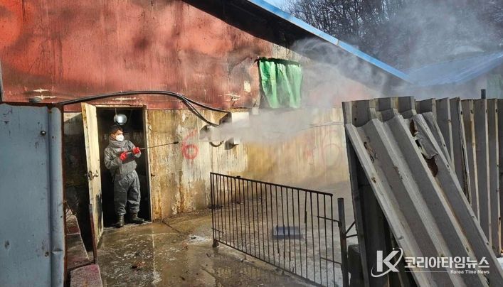 강릉 농가 아프리카돼지열병 발생, 춘천시 ‘긴급방역’ 총력