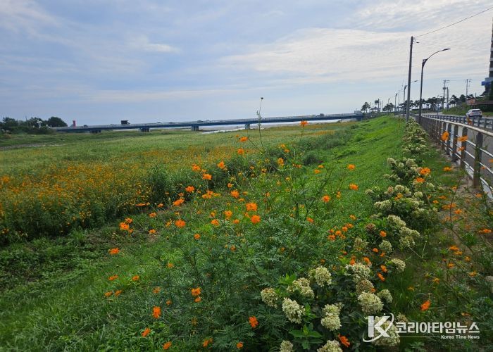 강현면 이장협의회 ‘쌍천 가꾸기 사업’ 사진