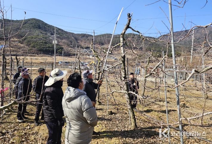 합천군, 사과 품목별 농업인연구회 대상 동계 전정 교육 실시