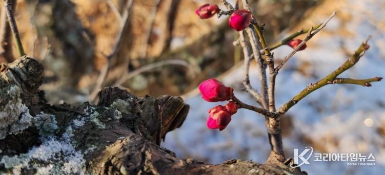 광양시, 눈 속에서 피어난 봄… 광양 홍매